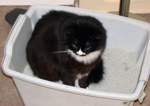 Chat-litiere-propre