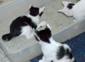 chaton-pipi-hors-bac
