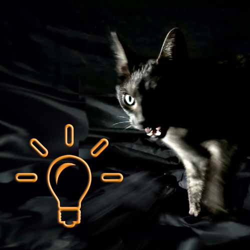 consultation avec chat