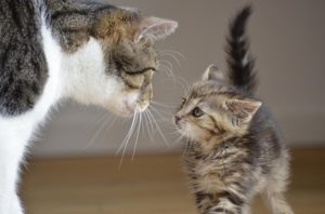 chat-chaton-amis