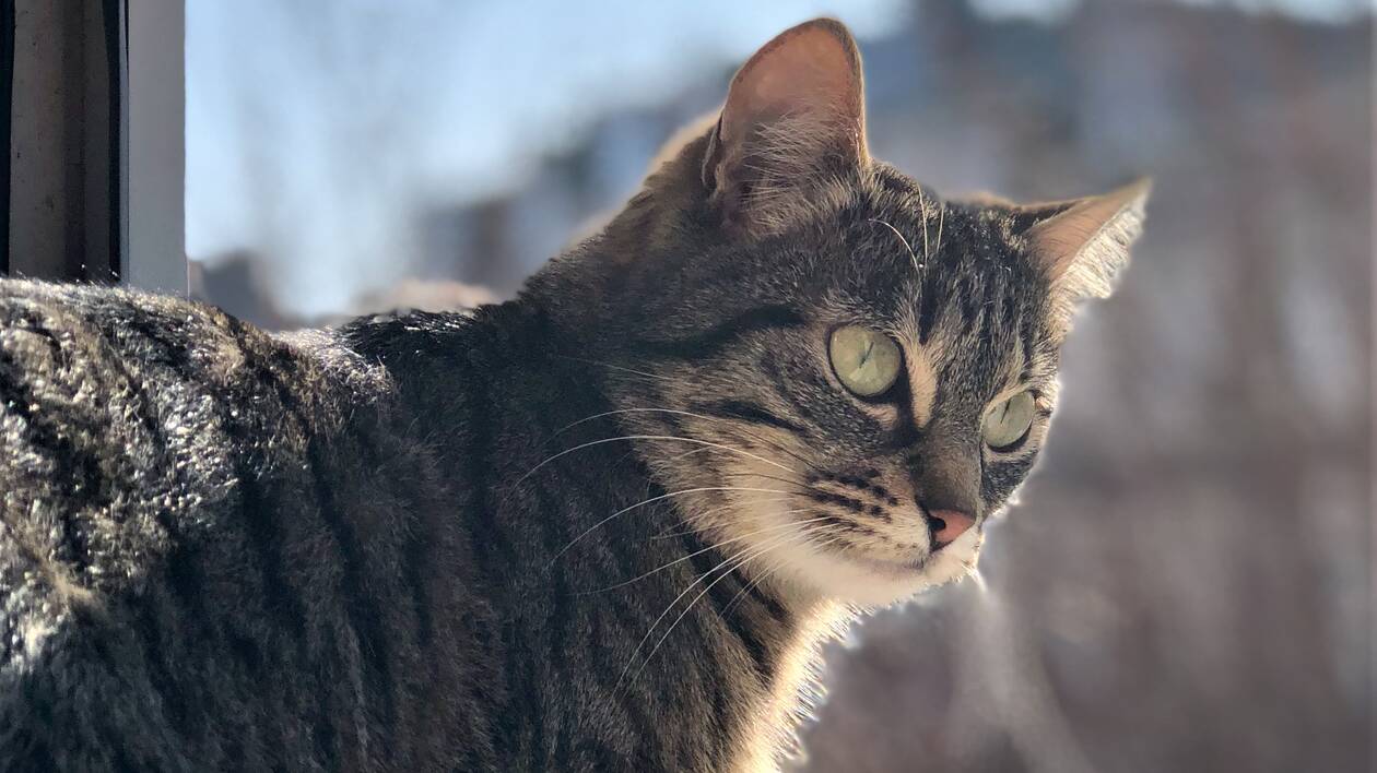 chat gris