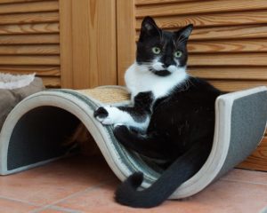 Chat-griffe-partout