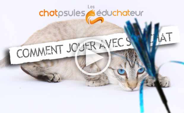 jouer avec chat