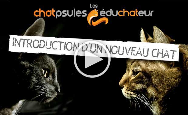 Nouveau chat dans maison