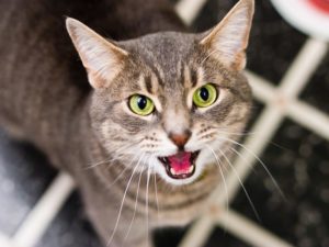 Chat-miaulement-nuit