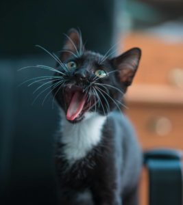 Chaton-miaulement-nuit