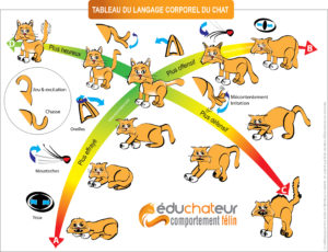 langagcorporel-chat-chaton