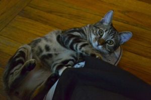 chat-mord-cheville
