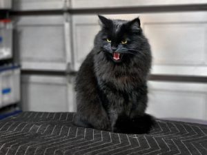 chat-gronde-peur