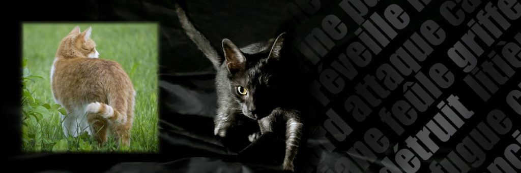 laisser aller son chat dehors