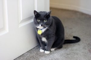 chat demande sortir