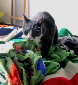 chat tête couverture laine