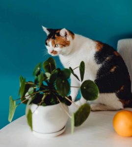 chat plante non toxique