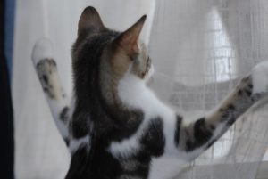 Chat grimpe rideaux