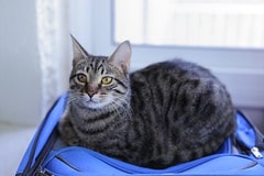 Chat vacances valise