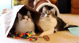 Chat occupations jeu