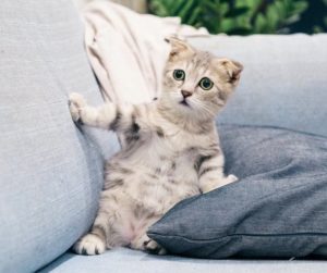 Chat peur distant