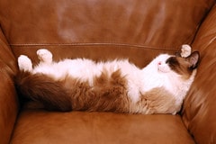Chat canapé