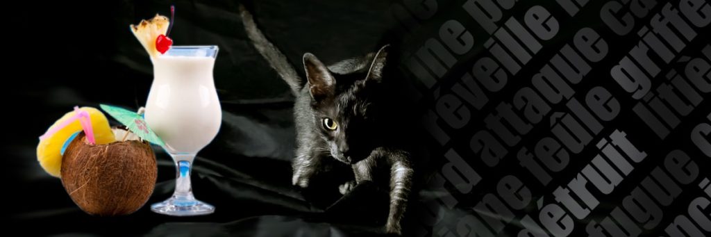 Partir vacances chat
