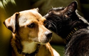 Chat lèche chien