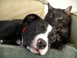Chat dort avec chien