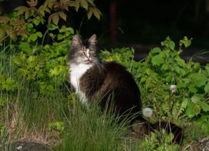 Chat sort dehors