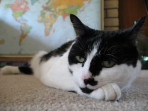 Chat sort dehors