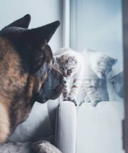 chaton s'entend bien avec chien
