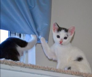 Chaton griffe rideaux