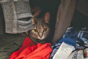Chat punit Non