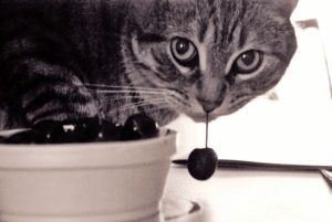 Chat vole nourriture
