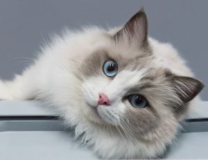Chat-de-race