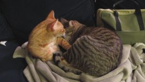 chats-copains-allogrooming