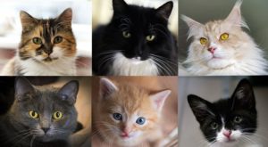 Choisir-chat-chaton-adoption