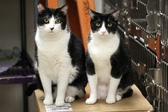 adopter-chat-de-refuge