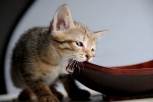 Chat-mordille-meubles