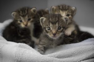 chatons-portée-choisir