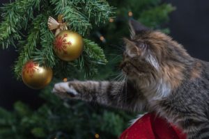 Chat-boules-de-noel