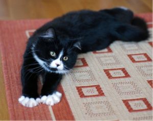 chat-heureux