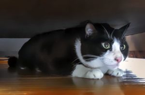 Chat-peur-invites
