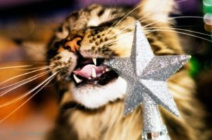 chat-mord-sapin-objets