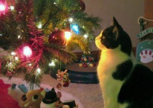 chat-curieux-sapin