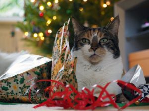 chat-mordille-ruban-cadeau