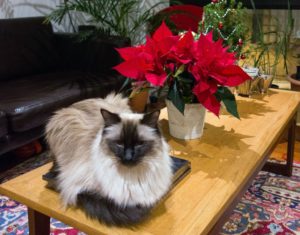 chat-plante-toxique-noel