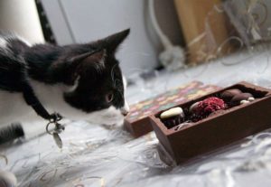 chat-mange-aliment-dangereux