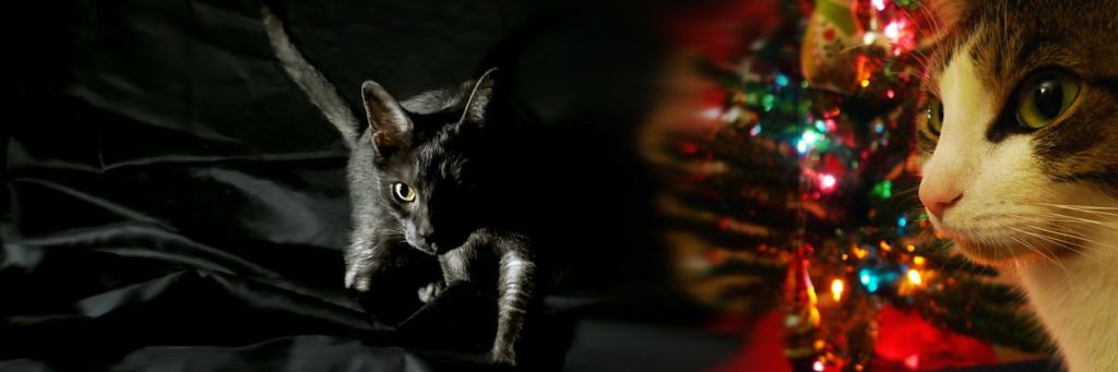 chat-fete-sapin-Noel