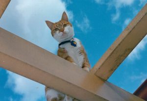Chat-hauteur-perché