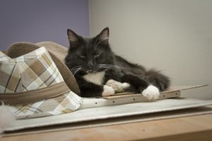 chat-couche-meuble