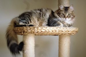 arbre-a-chat
