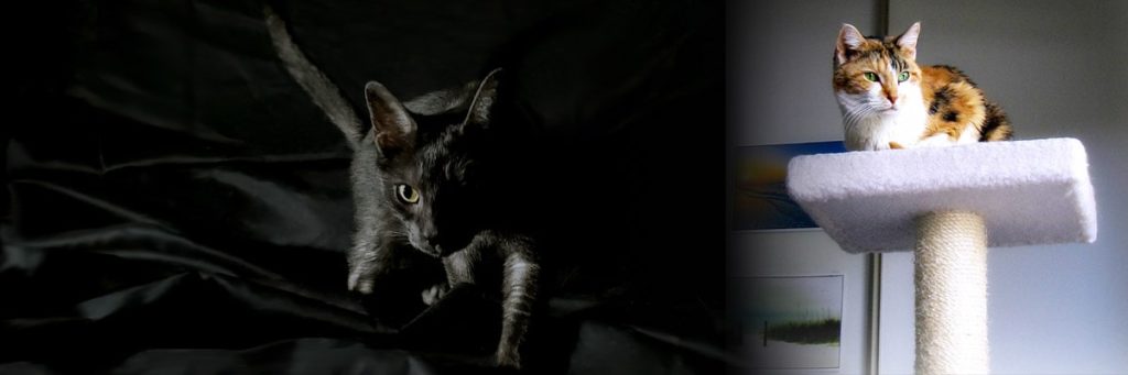 article-chat-enrichissement